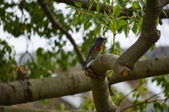 Sialia mexicana