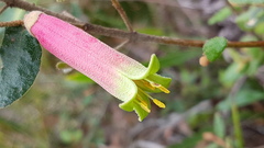 Correa reflexa speciosa