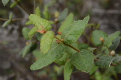 Correa reflexa speciosa