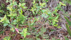 Correa reflexa speciosa