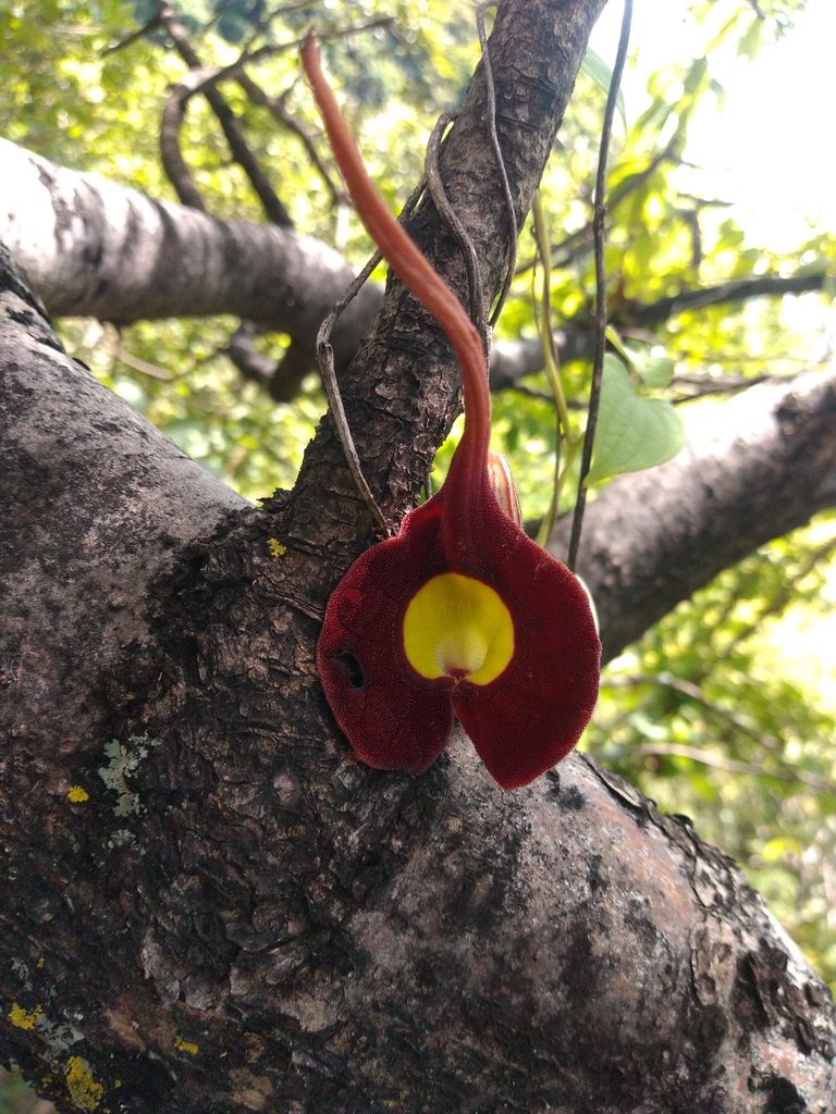 Aristolochia cardiantha