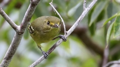 Vireo pallens