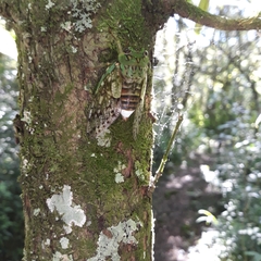 Dyticopycna semiclara