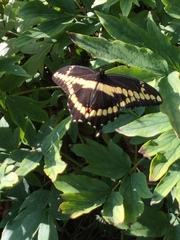 Heraclides cresphontes