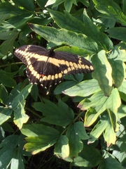 Heraclides cresphontes