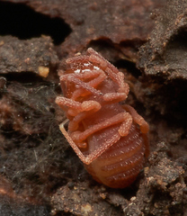 Phalangodidae
