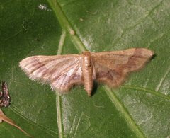 Idaea trypheropa