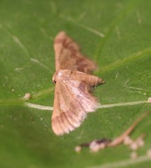 Idaea trypheropa