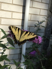 Papilio glaucus