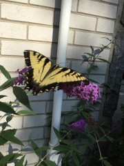 Papilio glaucus