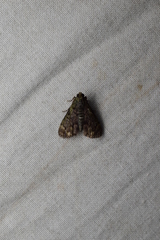 Trichotophysa jucundalis