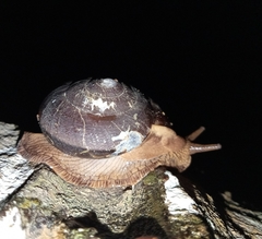Dyakiidae