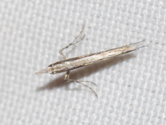 Acrocercopinae