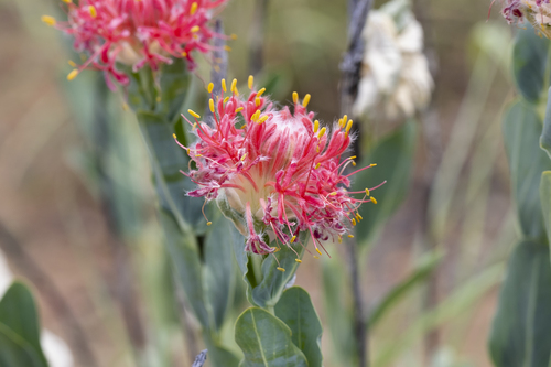Flinder's poppy (Pimelea decora)