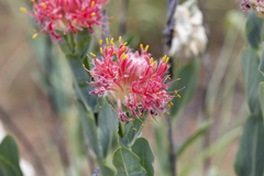Pimelea decora