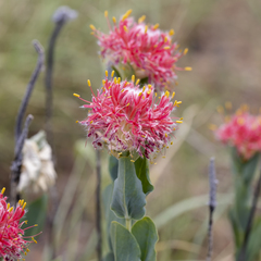 Pimelea decora
