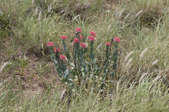 Pimelea decora