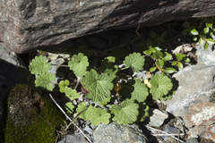 Dracocephalum imberbe