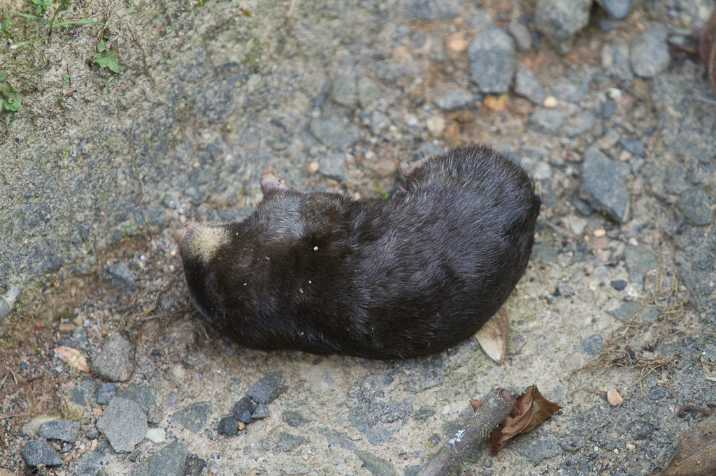 Stuhlmann's Golden Mole