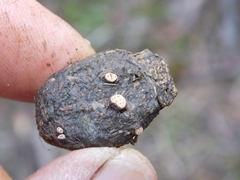 Poronia erici
