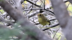 Vireo pallens
