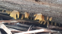 Calocera guepinioides