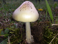 Amanita subnudipes