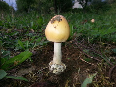 Amanita subnudipes