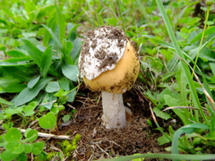 Amanita subnudipes