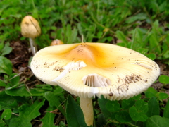 Amanita subnudipes