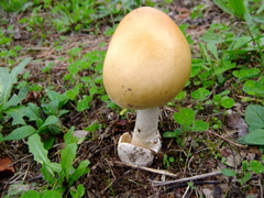 Amanita subnudipes