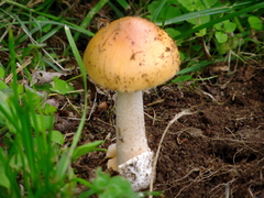 Amanita subnudipes