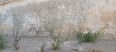 Sisymbrium irio