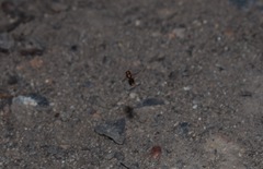 Pachyprosopis kellyi