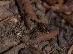 Pachyprosopis kellyi