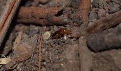 Pachyprosopis kellyi