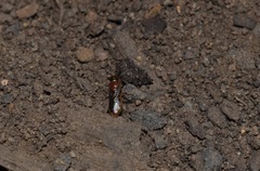 Pachyprosopis kellyi