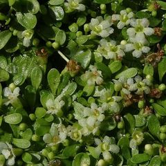 Glossostigma elatinoides