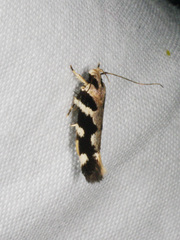 Macrobathra baliomitra