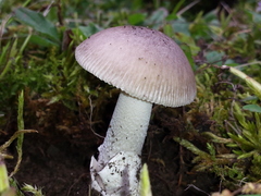 Amanita
