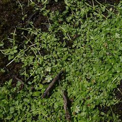Glossostigma elatinoides