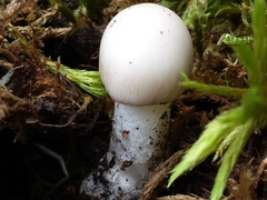 Amanita