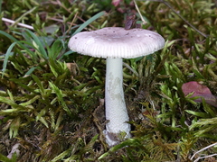 Amanita