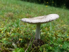 Amanita