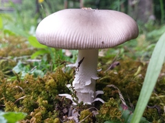 Amanita