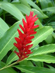 Alpinia purpurata