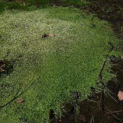 Glossostigma elatinoides