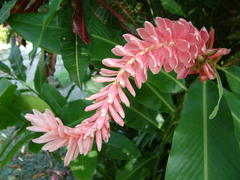 Alpinia purpurata