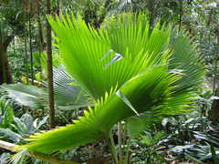 Arecaceae
