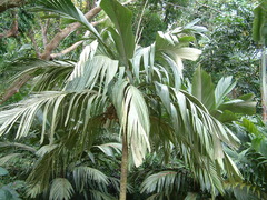 Arecaceae